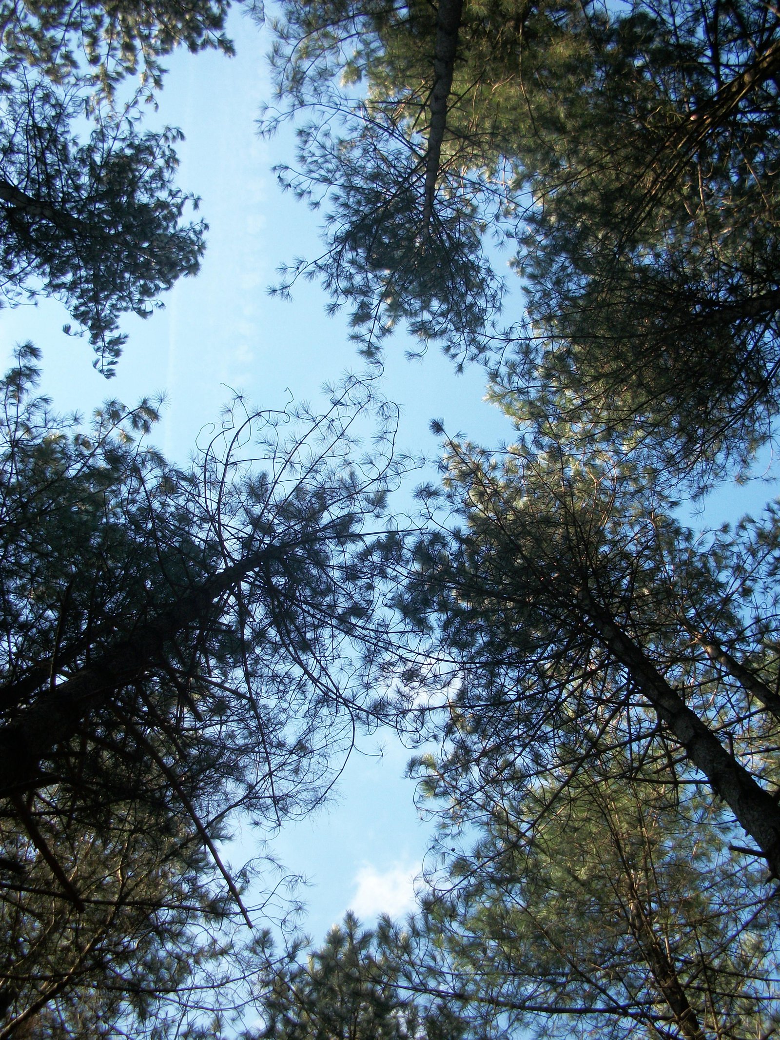 Photograph of nature