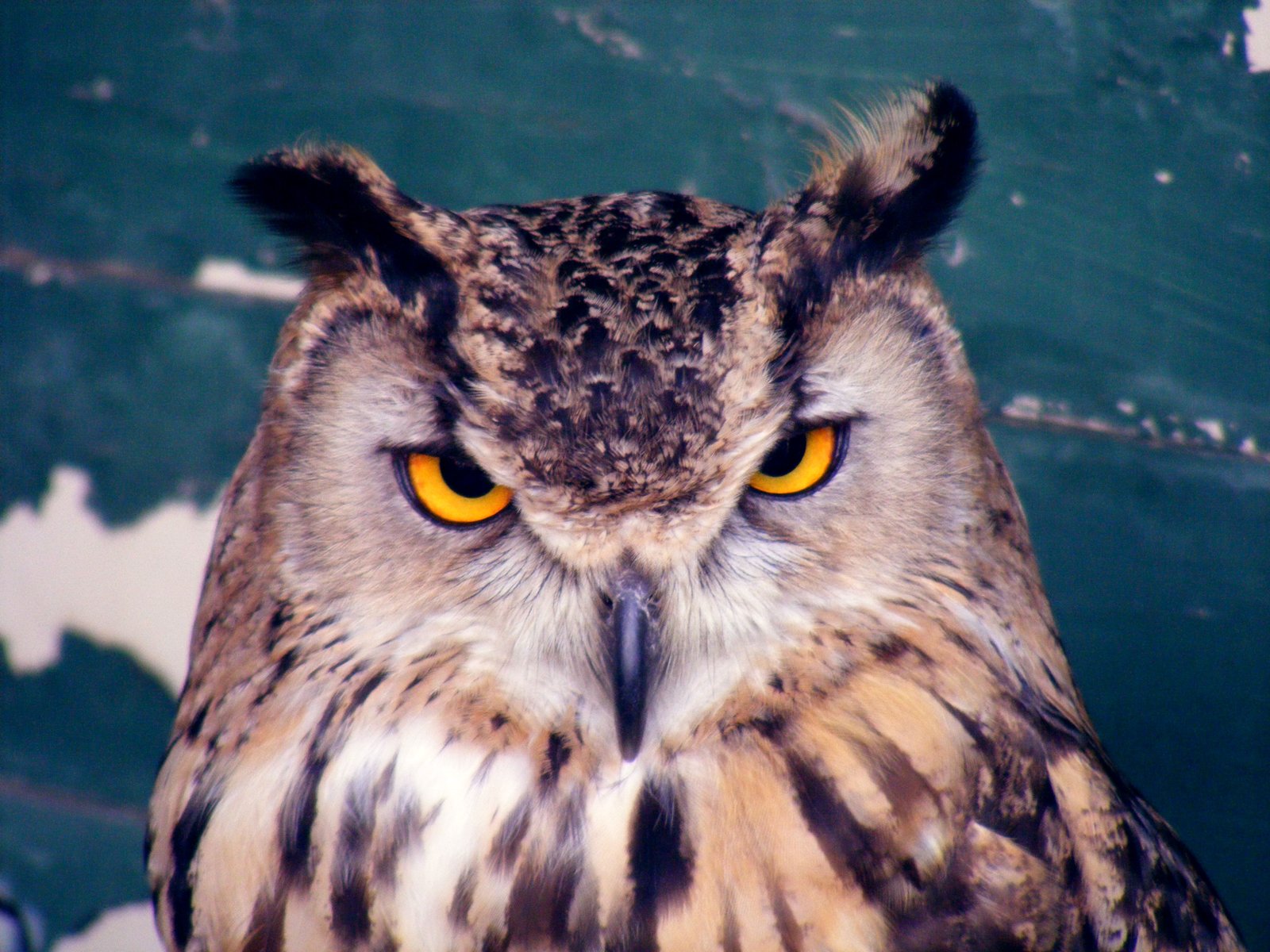 Photograph of an owl